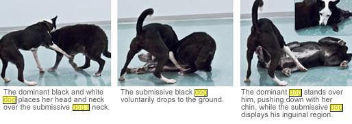 Canine Submissive