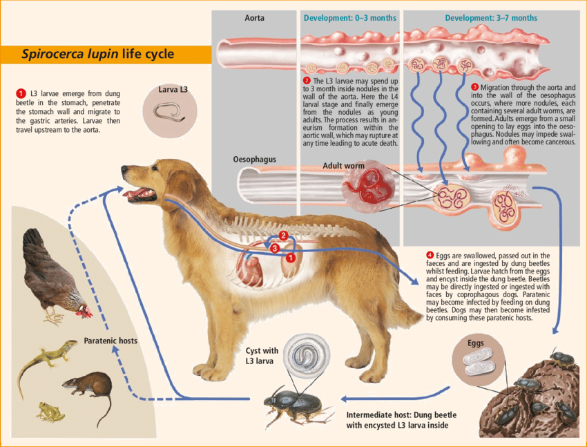 Cycle of Spirocerca lupi worm