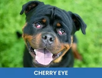 Dog Cherry Eye