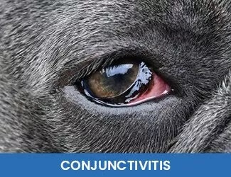 Dog Conjunctivitis
