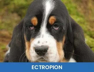 Dog Ectropion