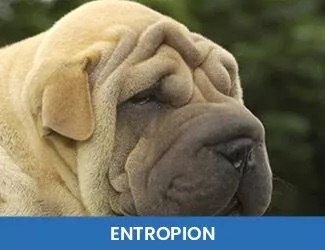 Dog Entropion