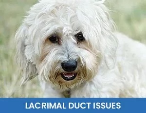 Dog Lacrimal Duct Issues