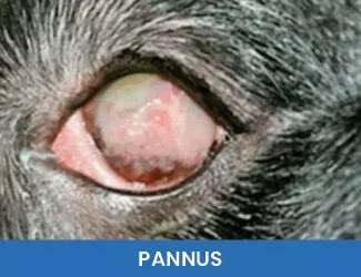 Dog eye Pannus