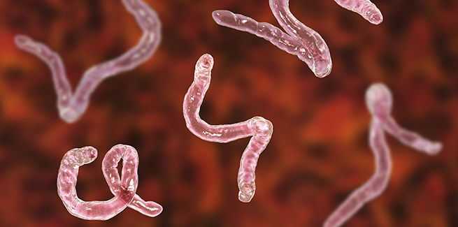 Hookworms in dogs