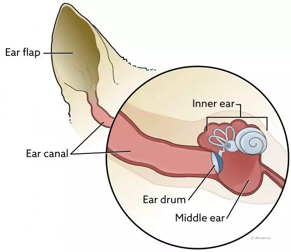 canine ear