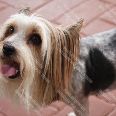 Nova1