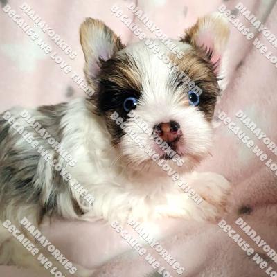 Dianayorkiespuppy220