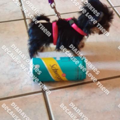 Dianayorkiespuppy221