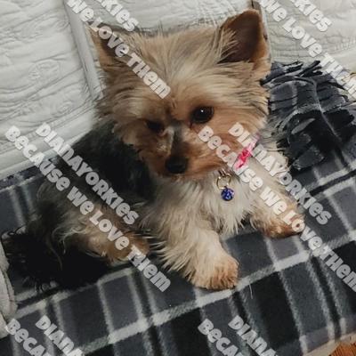 Dianayorkiespuppy223