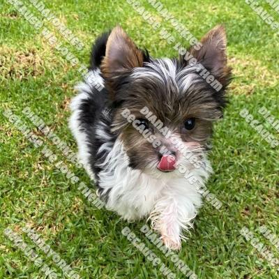 Dianayorkiespuppy224