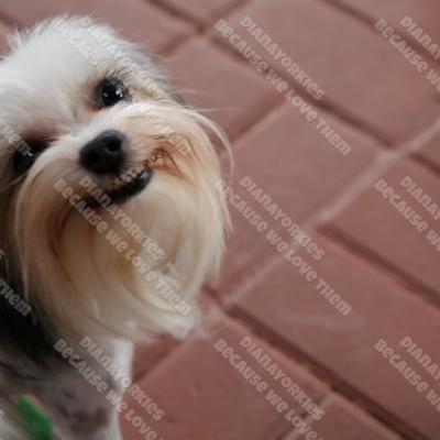 Melody1